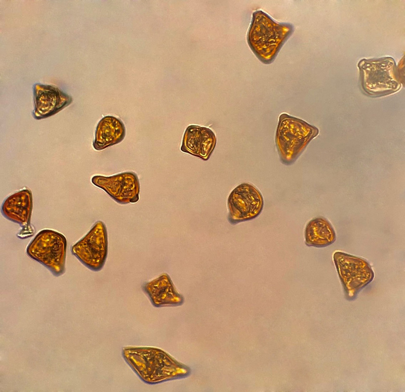 Barbilophozia sudetica